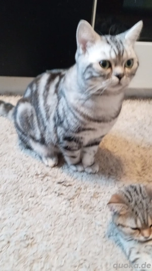 BKH Kitten 9 Monate alt mit Stambaum 