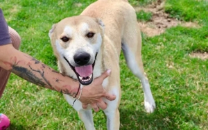 Sportlicher Hasi sucht Familienanschluss