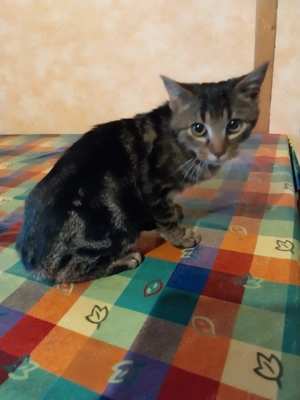 Katzenbaby ,weiblich BKH nicht Rassenrein