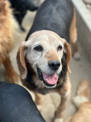 Rudi, freundlicher Senior, ca. 9 Jahre, ca. 40 cm, ca. 13 kg *bald in 83064 Raubling*