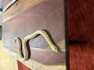 0.1 Hakennasennatter Heterodon Nasicus Albino mit Terrarium