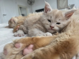 Maine Coon XL Kitten  o.P