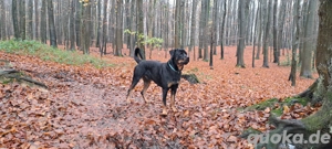 Rottweiler Rüde