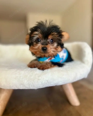 Yorkshire-Terrier-Welpen Diese Kleinen suchen ein liebevolles neues Zuhause.