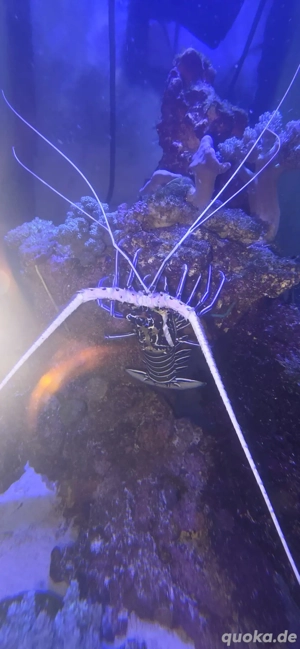 Schmucklanguste abzugeben 