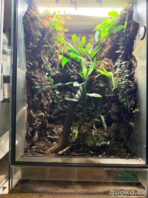 Terrarium mit Kronengecko Weibchen