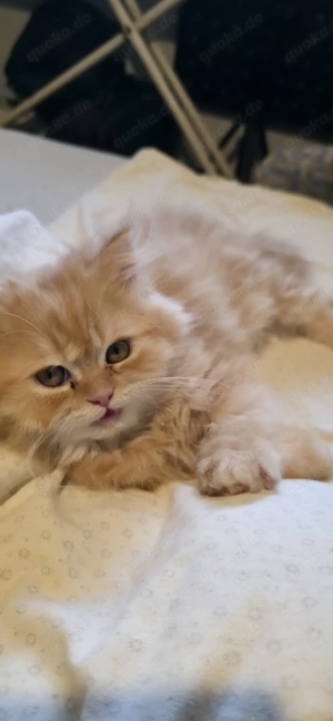 BLK 5 Monate alte Langhaarkatzen abzugeben