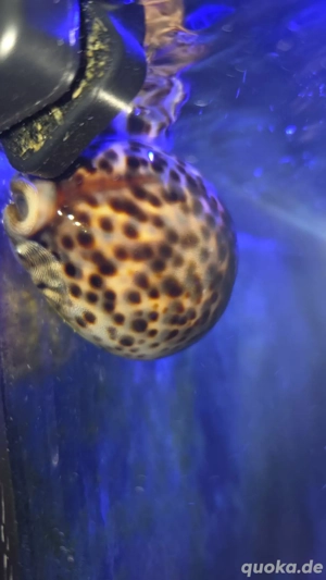 Porzellan-Schnecke abzugeben 