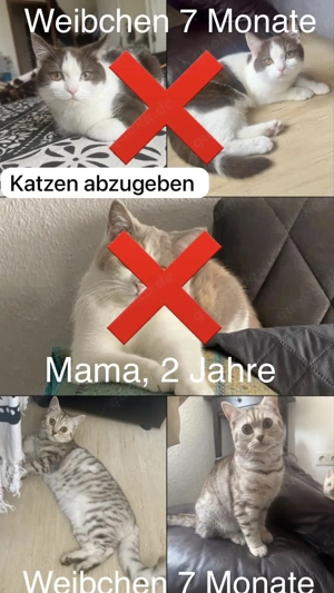 Liebevolle unwiderstehliche süße Katzen abzugeben 