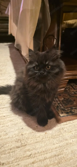 BLK 5 Monate junge Langhaarkatzen abzugeben