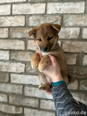 Shiba Inu Welpen 