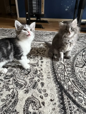 Katzenbaby   Kitten suchen ein neues Zuhause