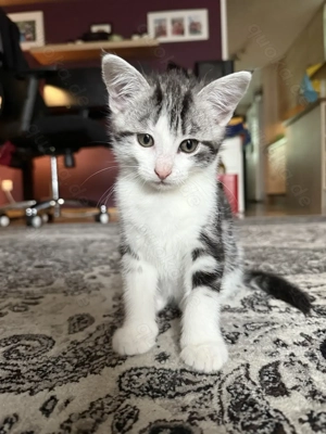 Katzenbaby   Kitten suchen ein neues Zuhause