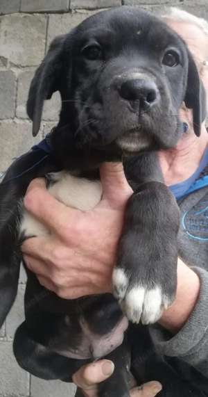 Cane Corso Mix Welpen