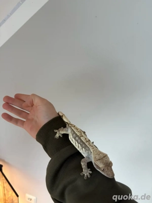 kronengecko 0.1  Bild 2