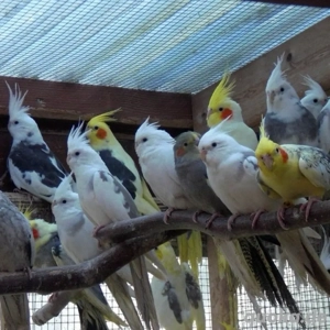 Suche Nympensittiche 