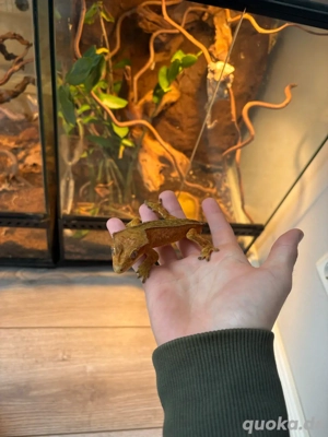 kronengecko 1.0 Bild 3