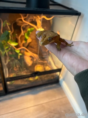 kronengecko 1.0 Bild 2