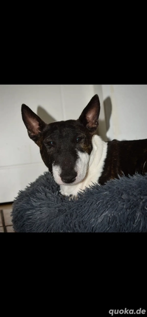 Miniature Bullterrier Hündin 