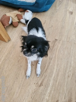 chihuahua Hündin 3 Jahre jung