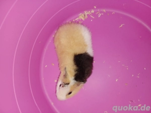 Junge US Teddy Meerschweinchen 