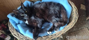   Kater Brüder !  6  Monate Heilige Birmamix !  