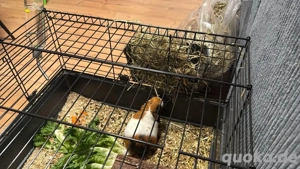 2 Meerschweinchen weiblich mit Käfig