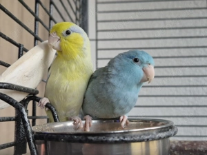 Blaugenick Sperlingspapageien mit großem Käfig