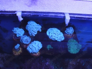  Meerwasser-Korallen-Caulastrea-MINT 2,50 EUR-Kopf