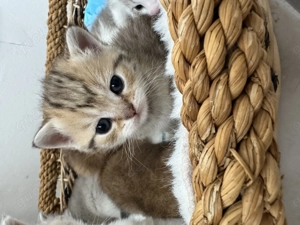 Wunderschöne BKH-Mix Kitten suchen ein liebevolles Zuhause