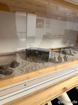 Bartagame zu verschenken - Weibchen mit Terrarium!