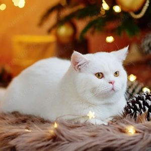 Deckkater BKH Bild 2