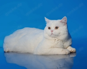 Deckkater BKH Bild 3