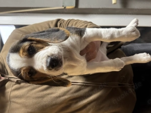 Beagle Welpen suchen ein neues Zuhause 