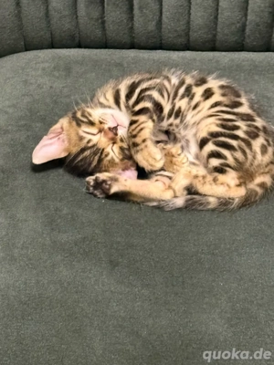 Reinrassige Bengal Katze