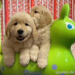 Golden Retriever welpen