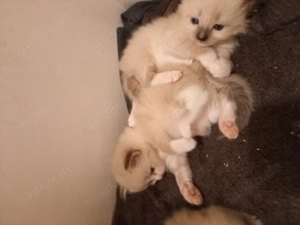 4 süße neva Mix Babys  Bild 3