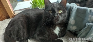   Kater Brüder !  6  Monate Heilige Birmamix !  