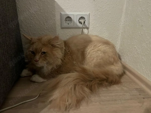 Maine Coon Kater wegen Umzug abzugeben
