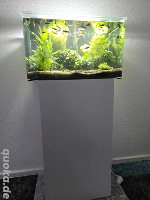 Komplettes Aquarium 85L   mit Fischen, Pflanzen & JBL Technik   Sofort einsatzbereit!!