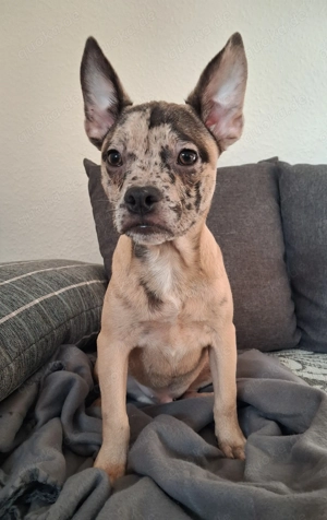 Einmaliger Herzenswurf - kleine Wunderkinder suchen ihr 5* Zuhause 