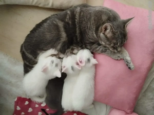 4 süße Kätzchen zu verkaufen