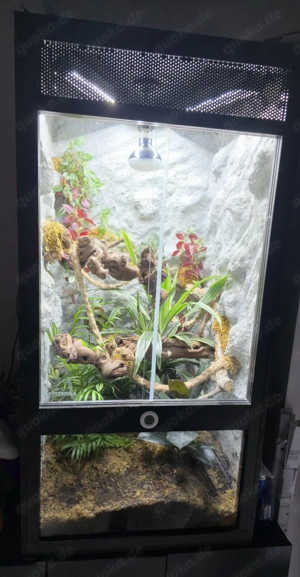 Terrarium - schönes OSB Hochterrarium 60x60x120