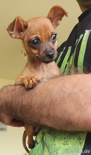 Zwergpinscher -Chihuahua Mischling