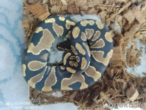 Mehrere Königspythons zu Verkaufen 