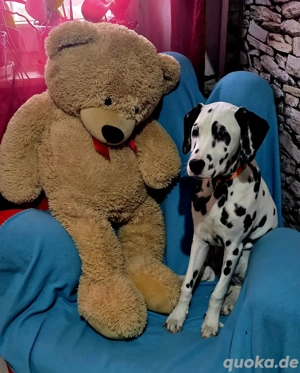 dalmatiner welpen 