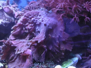 Meerwasser- Korallen- Sinularia brassica- dura- Ohrenlederkoralle