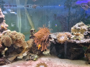 Meerwasseraquarium kompletter Inhalt