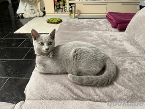 Russisch blau kitten mit Stammbaum