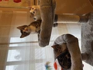 Drei bezaubernde Kätzchen (Kitten) zu verkaufen
